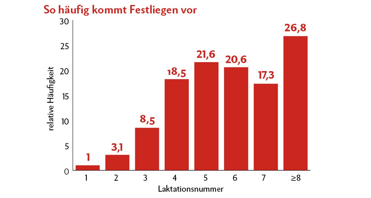 Festliegen in den einzelnen Laktationen im Verhältnis zur ersten Laktation (Basiswert=1) bei bayrischen Fleckviehkühen, n = 394 Quelle: Metzner M. und W. Klee 2005