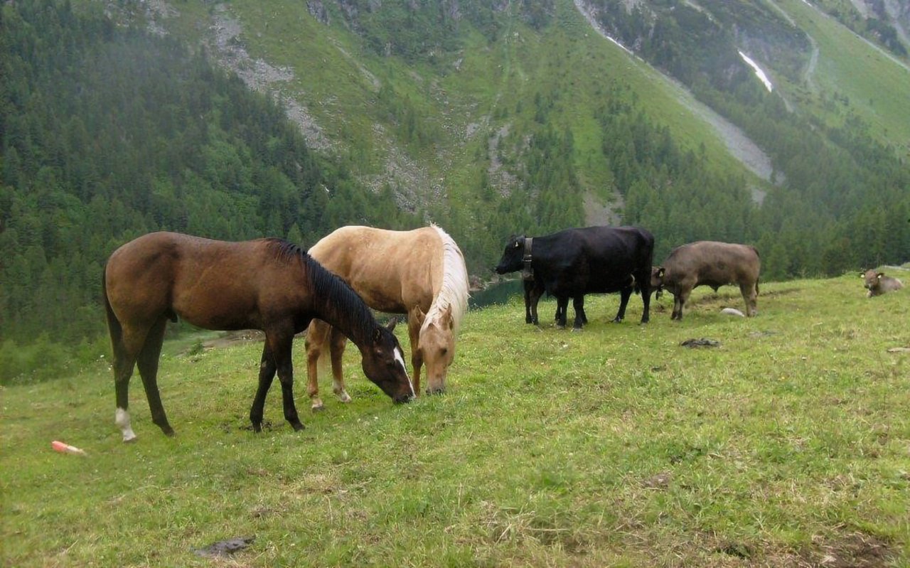 Pferde stellen als Weidepartner für die Magen-Darm-Strongyliden der Rinder eine Sackgasse dar. Sie helfen dadurch, den Parasitendruck auf der Weide zu reduzieren. Bild: Hubertus Hertzberg, Institut für Parasitologie, Universität Zürich