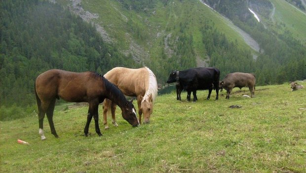 Pferde stellen als Weidepartner für die Magen-Darm-Strongyliden der Rinder eine Sackgasse dar. Sie helfen dadurch, den Parasitendruck auf der Weide zu reduzieren. Bild: Hubertus Hertzberg, Institut für Parasitologie, Universität Zürich