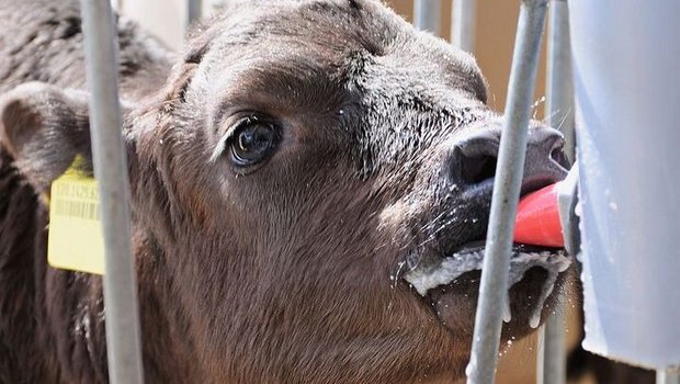 Ein Kalb saugt am Nuggi eines Milcheimers.