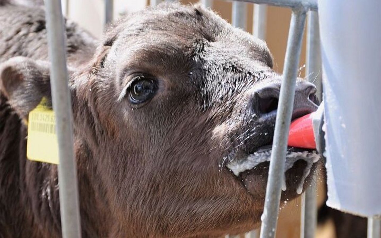 Ein Kalb saugt am Nuggi eines Milcheimers.