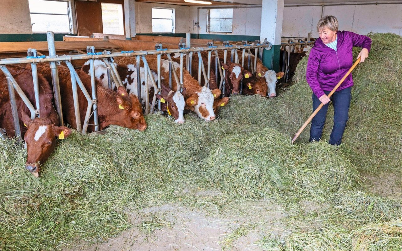 Der Stall mit den Aufzuchtrindern ist vor allem das Reich von Sibylle Bader. Im Stall ist Platz für 64 Rinder in 5 Gruppen.
