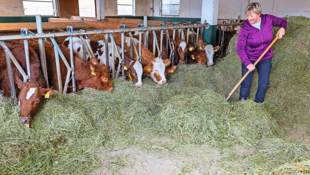 Der Stall mit den Aufzuchtrindern ist vor allem das Reich von Sibylle Bader. Im Stall ist Platz für 64 Rinder in 5 Gruppen.
