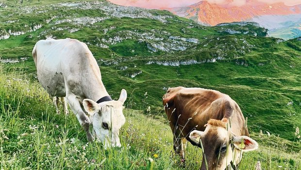 Die Milchviehhaltung wird trotz kleinen Strukturen im Kanton Uri beibehalten. Wegen des hohen Anteils an Alpwirtschaft und der Freude an der Viehzucht und an schönen Tieren. Das Bild zeigt die Sömmerung auf Alpen am Klausenpass.