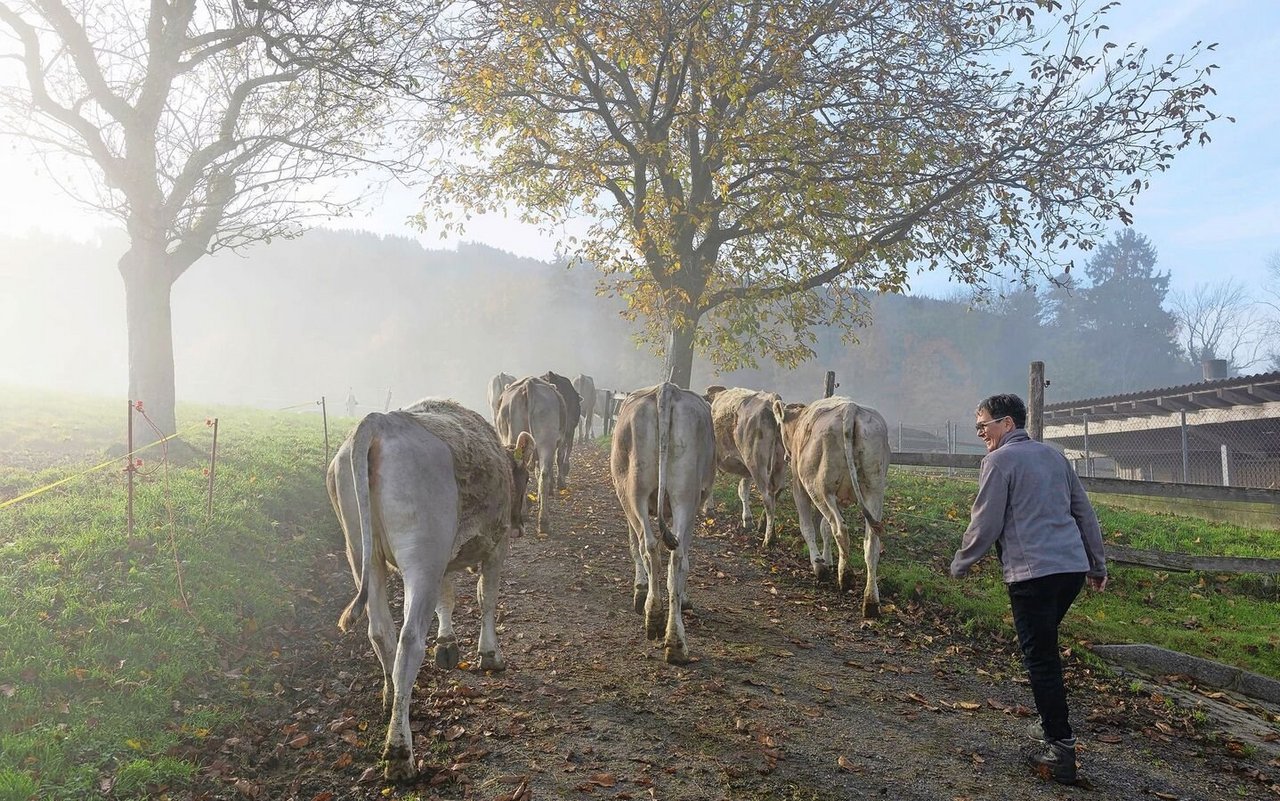 Martina Lehner kümmert sich hauptsächlich um die Aufzuchtrinder, da Sepp Lehner zu einem grossen Teil auswärts arbeitet.