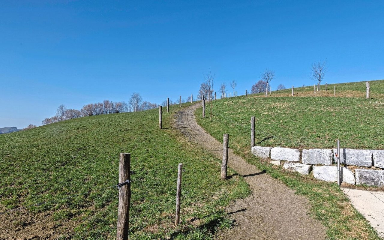 Beim Weideauftrieb verhindern Ecoraster Trittschäden.
