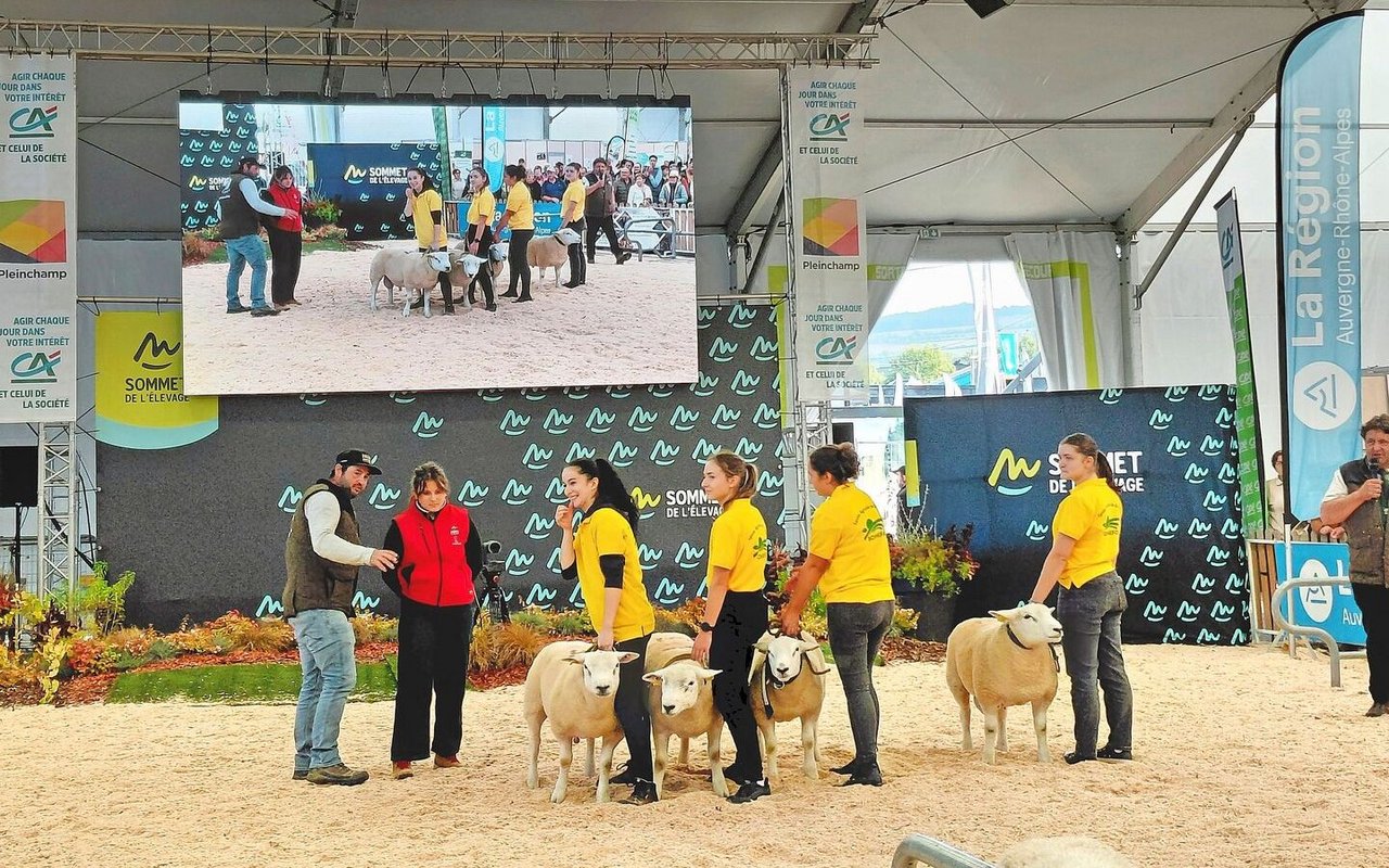 Die interregionalen Meisterschaften der Texelschafe waren ein Highlight für Schafbegeisterte.