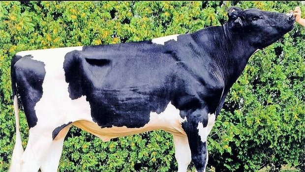 Der Rotfaktorstier Khw Elm-Park Acme mausert sich immer mehr zum 100 000er-Stier.
