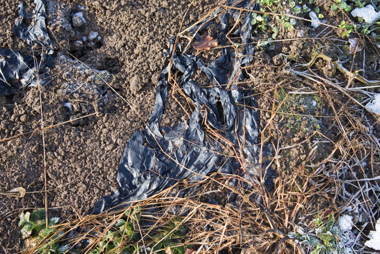 Das führt zu Reklamationen von Spaziergängern und ist unerwünscht: Über den Winter auf dem Feld liegen gebliebene Folienreste. Bild: David Eppenberger