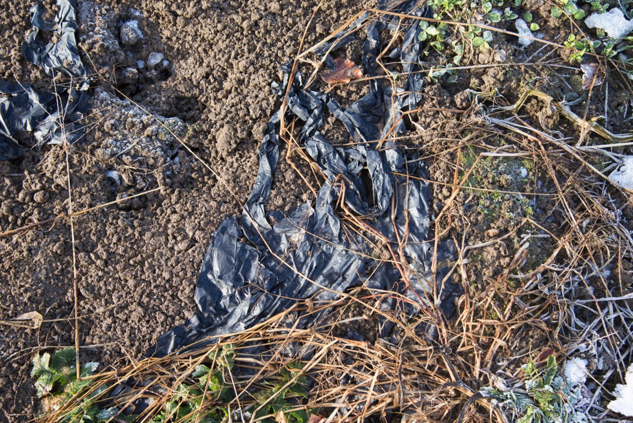 Das führt zu Reklamationen von Spaziergängern und ist unerwünscht: Über den Winter auf dem Feld liegen gebliebene Folienreste. Bild: David Eppenberger