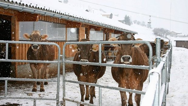 Um den Betrieb im Stall am Laufen zu halten, kommen bei Frost einige Aufgaben hinzu. 