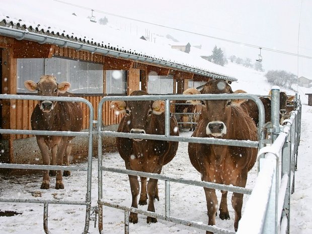 Um den Betrieb im Stall am Laufen zu halten, kommen bei Frost einige Aufgaben hinzu. 