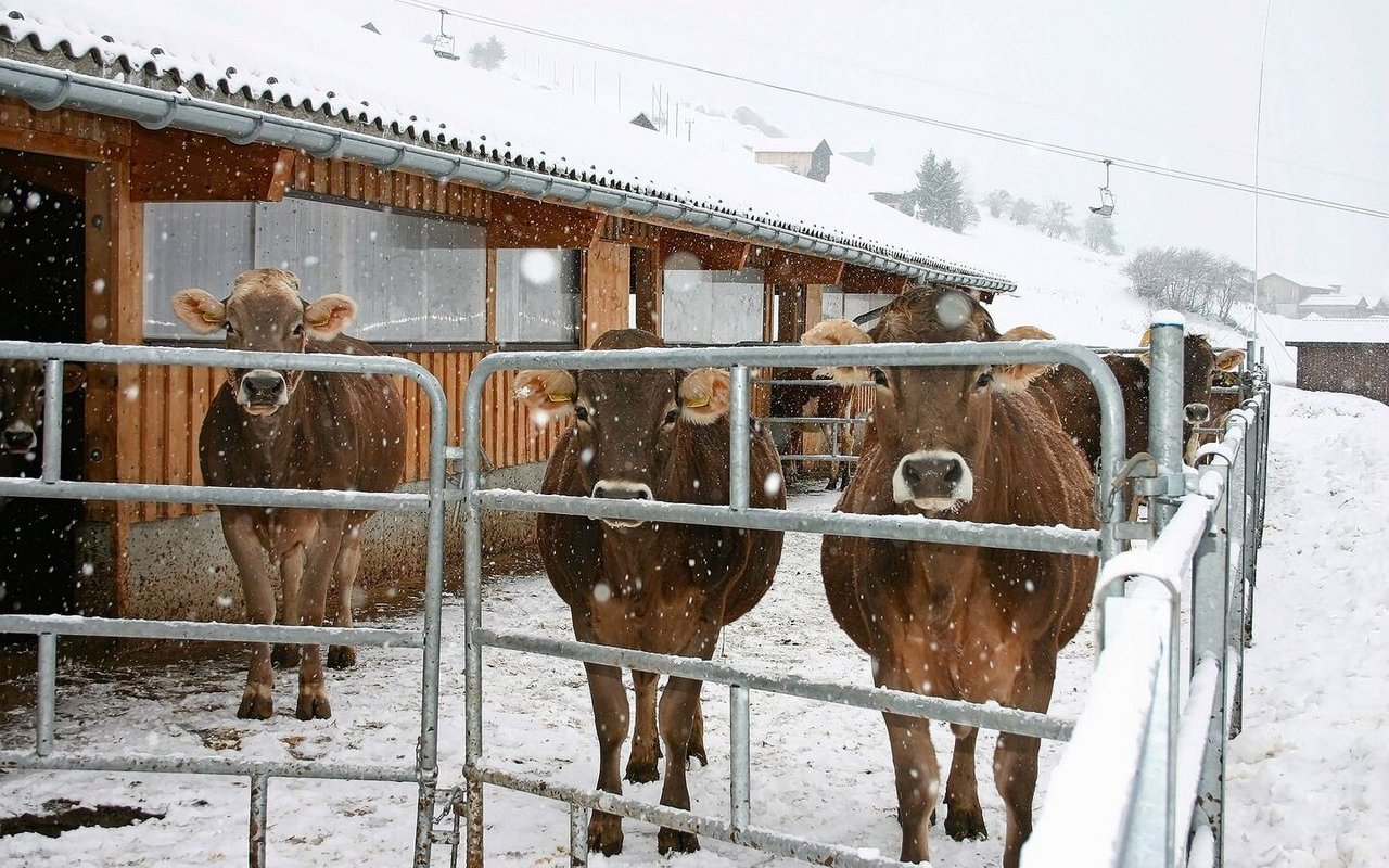 Um den Betrieb im Stall am Laufen zu halten, kommen bei Frost einige Aufgaben hinzu. 