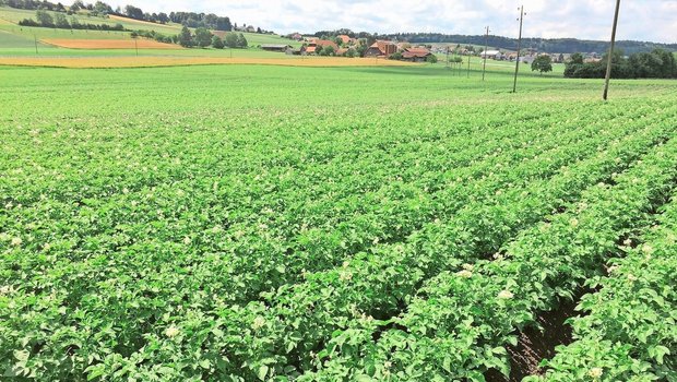 Pflanzen wie diese Bio-Kartoffeln sind vielfältigem Stress ausgesetzt. Zur Stärkung der Pflanzen können Bakterienpräparate, Algenprodukte und kieselsäurehaltige Steinmehle eingesetzt werden.