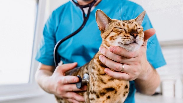 tierarzt katze