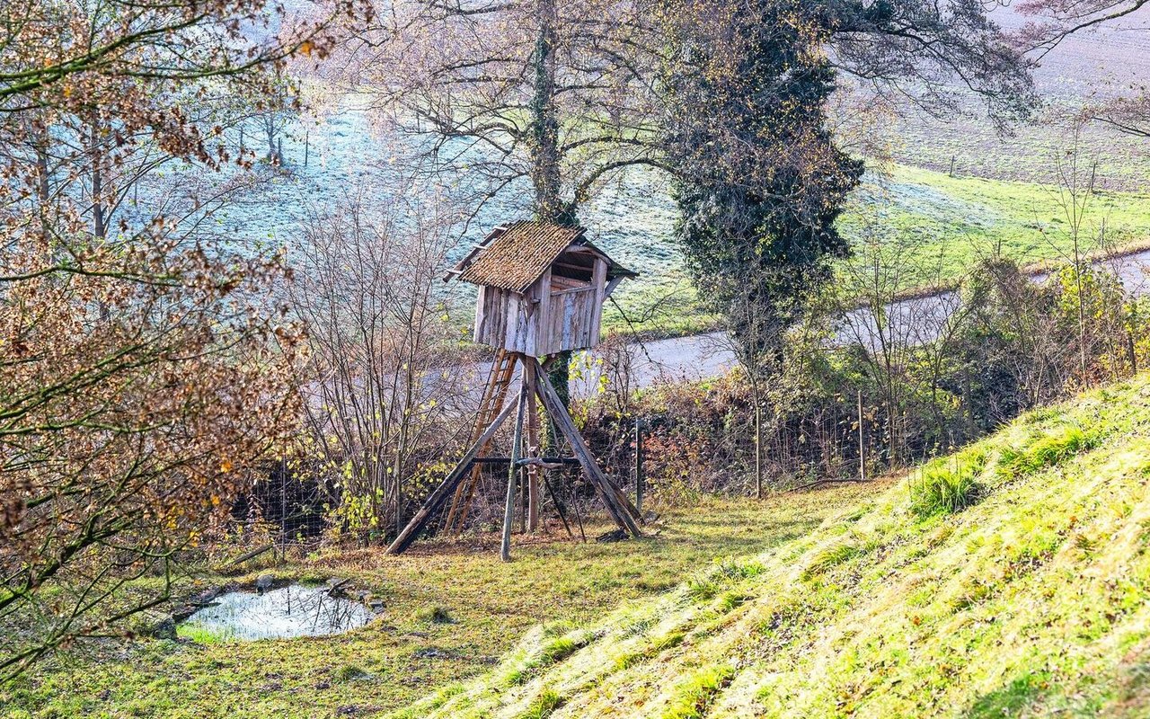 Die Tiere werden vom Hochsitz aus, welcher sich im Gehege befindet, geschossen. 