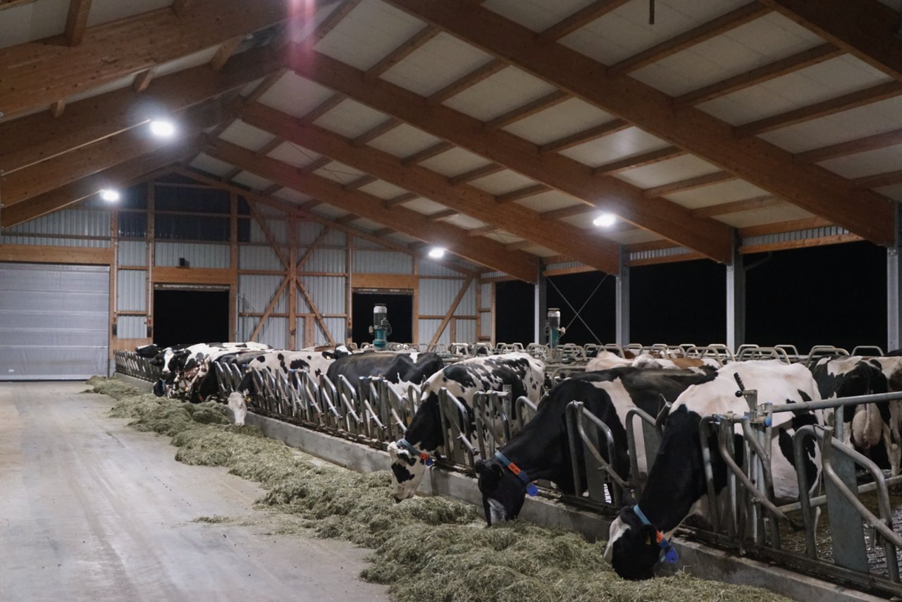 Ein hell beleuchteter Futtertisch animiert die Tiere im Stall von Peter Mosbergerin Gossau SG zum Fressen. Bild: Michael Götz