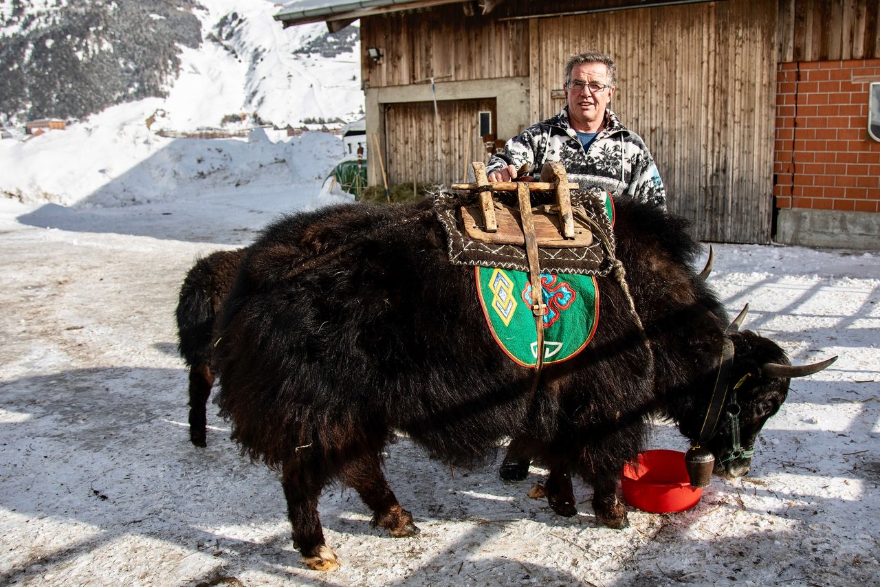 Yak vom Schweizer Landwirt Adrian Regli in Andermatt UR.