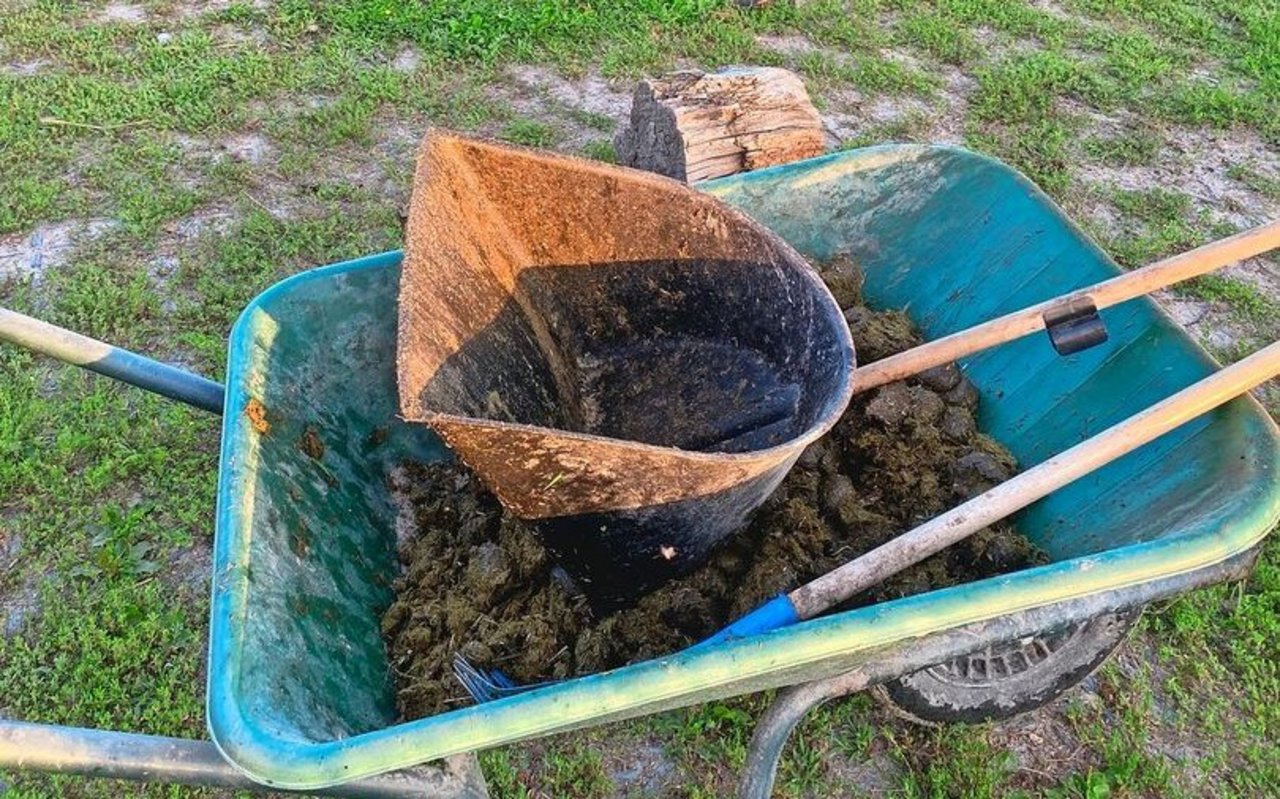 Regelmässiges Abmisten von Pferdeweiden ist wichtig, damit das Gras unter den Kothaufen nicht kaputtgeht und Lücken für den Scharfen Hahnenfuss bildet. 