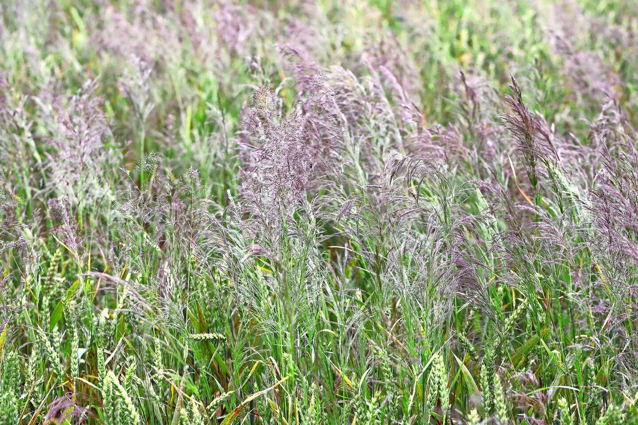 Der Windhalm zeigt saure bis mässig saure Böden an. Man findet ihn in Herbstkulturen. 