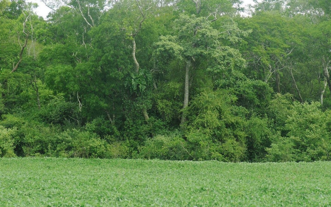 Sojafeld mit herbizidtolerantem Sojasaatgut im Regenwaldgebiet in Bolivien. 