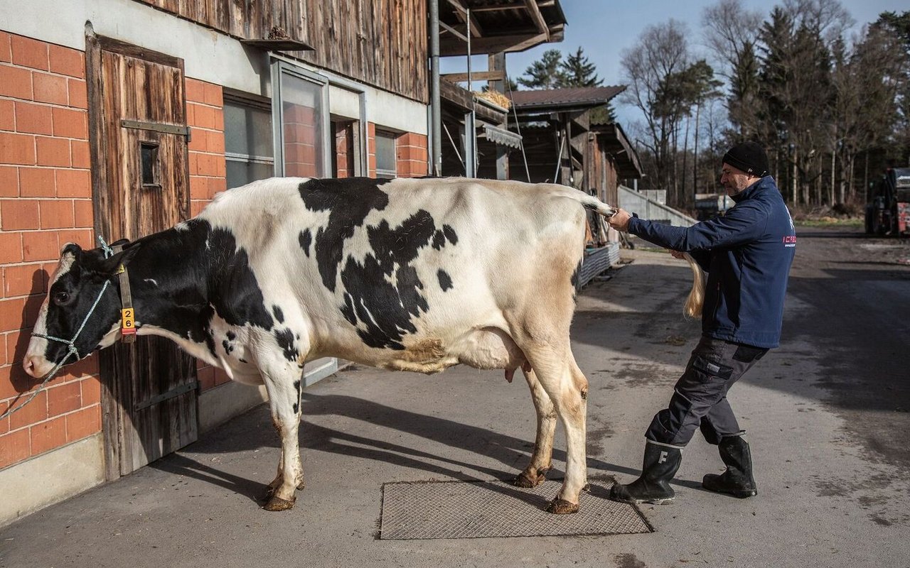 Vorsichtig zieht Amir Tal am Schwanz der schwarz-weissen Kuh. Diese verhält sich ganz ruhig.