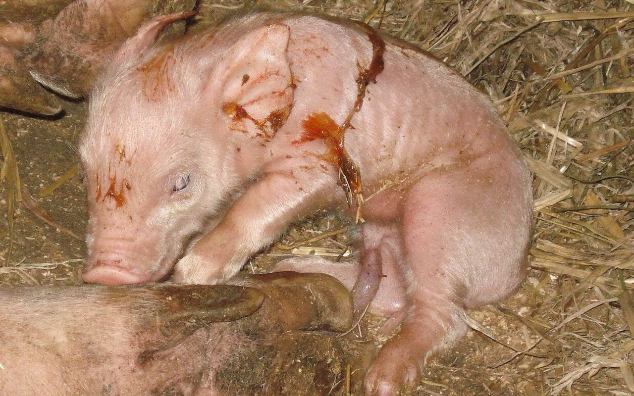 Ein frisch geborenes und noch angenabeltes Ferkel legt im Stroh.