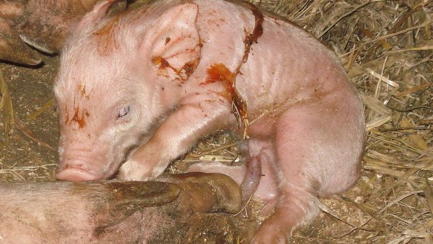 Kurze Geburtsdauer bei Schweinen Ein frisch geborenes und noch angenabeltes Ferkel legt im Stroh.