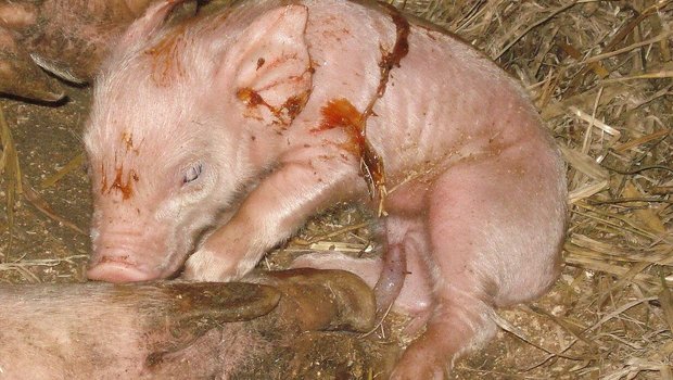 Ein frisch geborenes und noch angenabeltes Ferkel legt im Stroh.