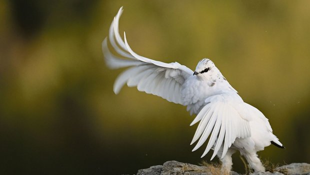 Die eleganten Alpenschneehühner haben es Sandra Blättler besonders angetan.