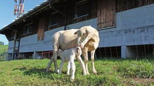 Eine Aue beschnuppert ihr Lamm, während dieses bei der Mutter trinkt.