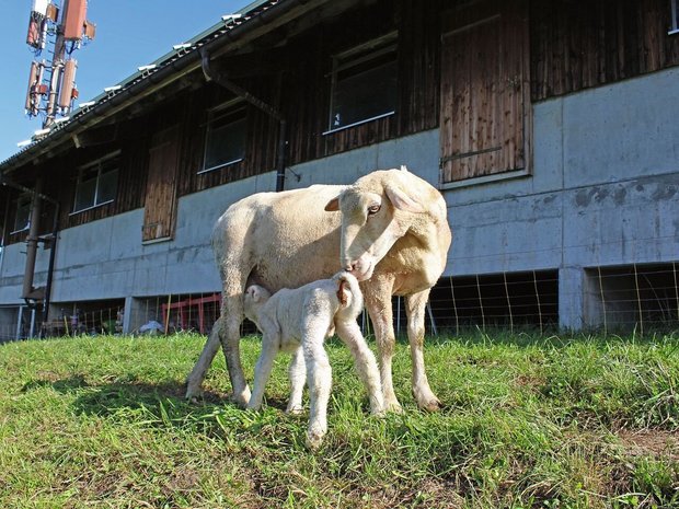 Eine Aue beschnuppert ihr Lamm, während dieses bei der Mutter trinkt.
