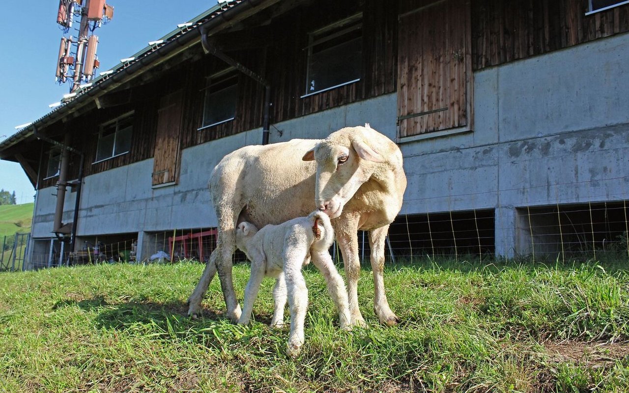 Eine Aue beschnuppert ihr Lamm, während dieses bei der Mutter trinkt.