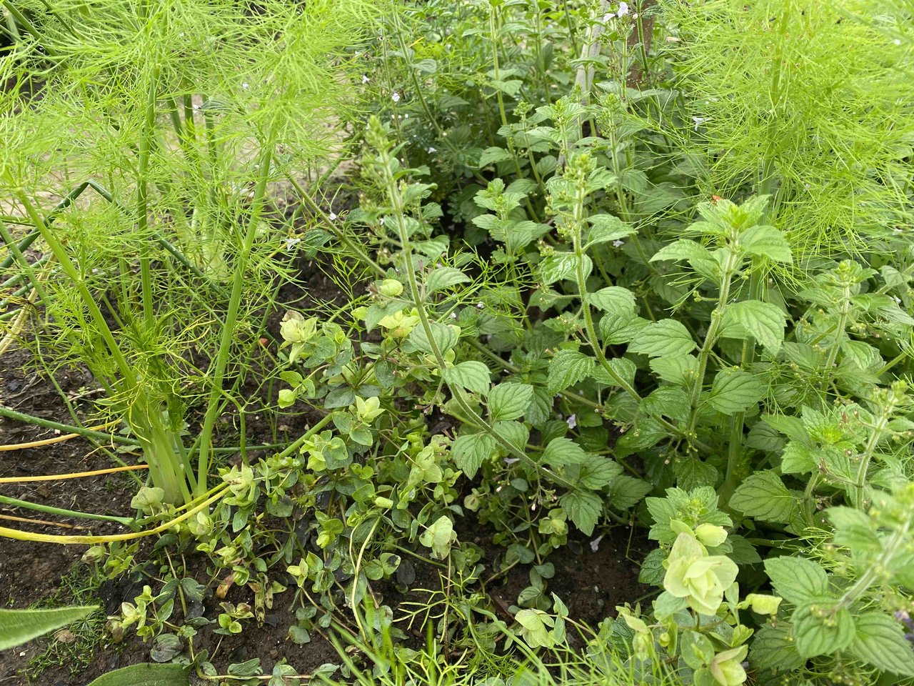Ein Bauerngarten für Generationen in Oberbalm - diegruene.ch | Die Grüne
