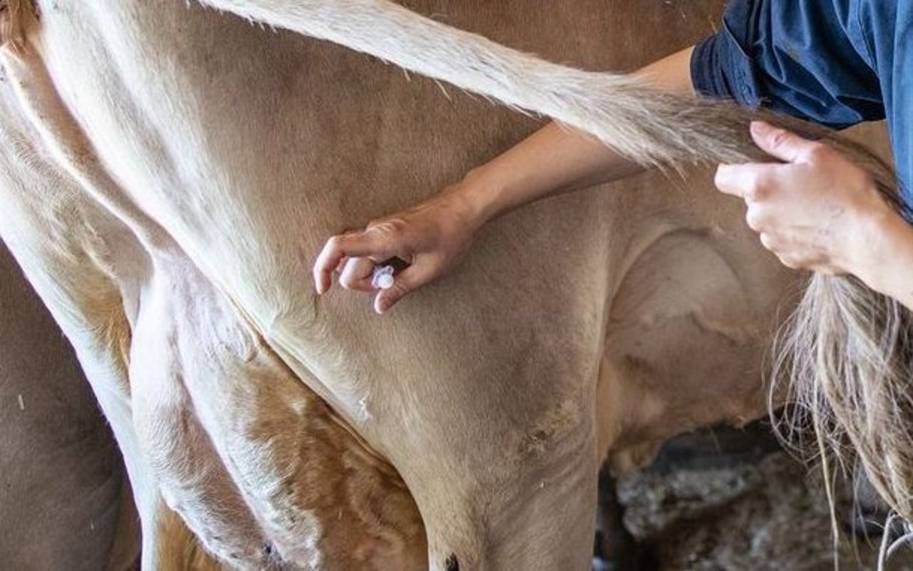 Tierärztin spritzt der Kuh Hormone in den Oberschenkel.