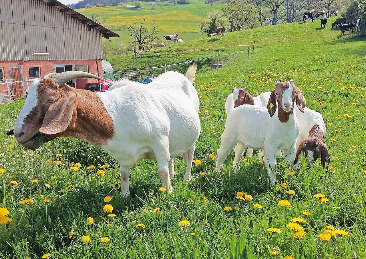 Ein schrittweises Anweiden im Frühjahr ist wichtig für eine gute Ausnützungdes Potenzials der Weideflächen. Bild: Martina Häfliger