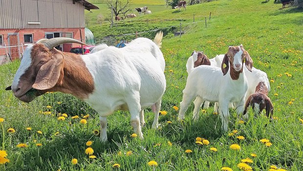 Ein schrittweises Anweiden im Frühjahr ist wichtig für eine gute Ausnützungdes Potenzials der Weideflächen. Bild: Martina Häfliger