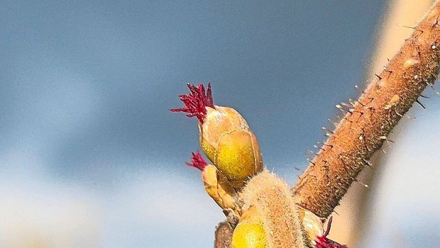 Die weibliche Blüte ist im Gegensatz zur männlichen Blüte bei Haselnüssen fast unscheinbar. Erstere sind gerade mal 1–3 mm gross.