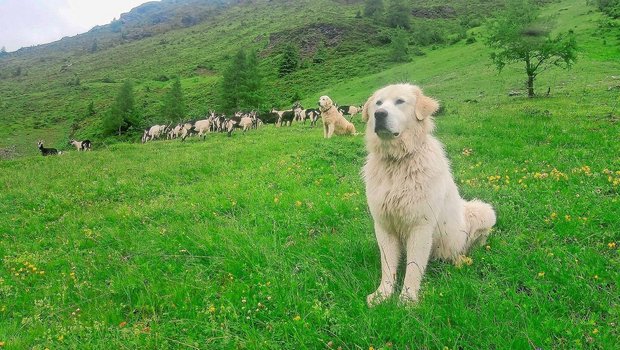 Herdenschutzhunde zu halten, muss gut überlegt sein. Die Gewöhnungsphase braucht Zeit. 