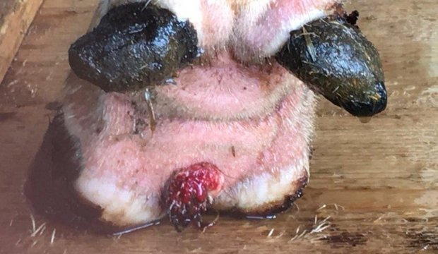 Mortellaro: Die Klauenkrankheit in vier Stadien Mortellaro lässt sich mit Klauenbad schlecht heilen. Bild: UFA