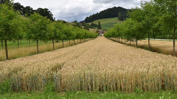 Agroforst funktioniert auch in Kombination mit Ackerbau. Hier sollte beachtet werden, dass der Ackerstreifen 24 bis 26 m breit ist. (Bild Mareike Jäger)