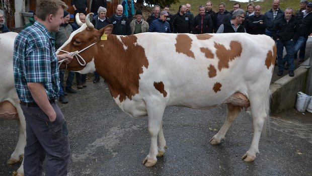Beim Betriebsbesuch der IG Swiss Fleckvieh bei der Familie Urs und Andrea Perren in St. Stephan BE, wurde auch die Miss BEA 2018 PerrenSenngi Pierolet Suleika präsentiert. (Bilder Peter Fankhauser)