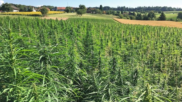 Hanfbestand zum Ende der Blüte: Früher waren Fasern gefragt, heute sind es die Hanfnüsschen (Ölproduktion, Power-Food-Produkte).