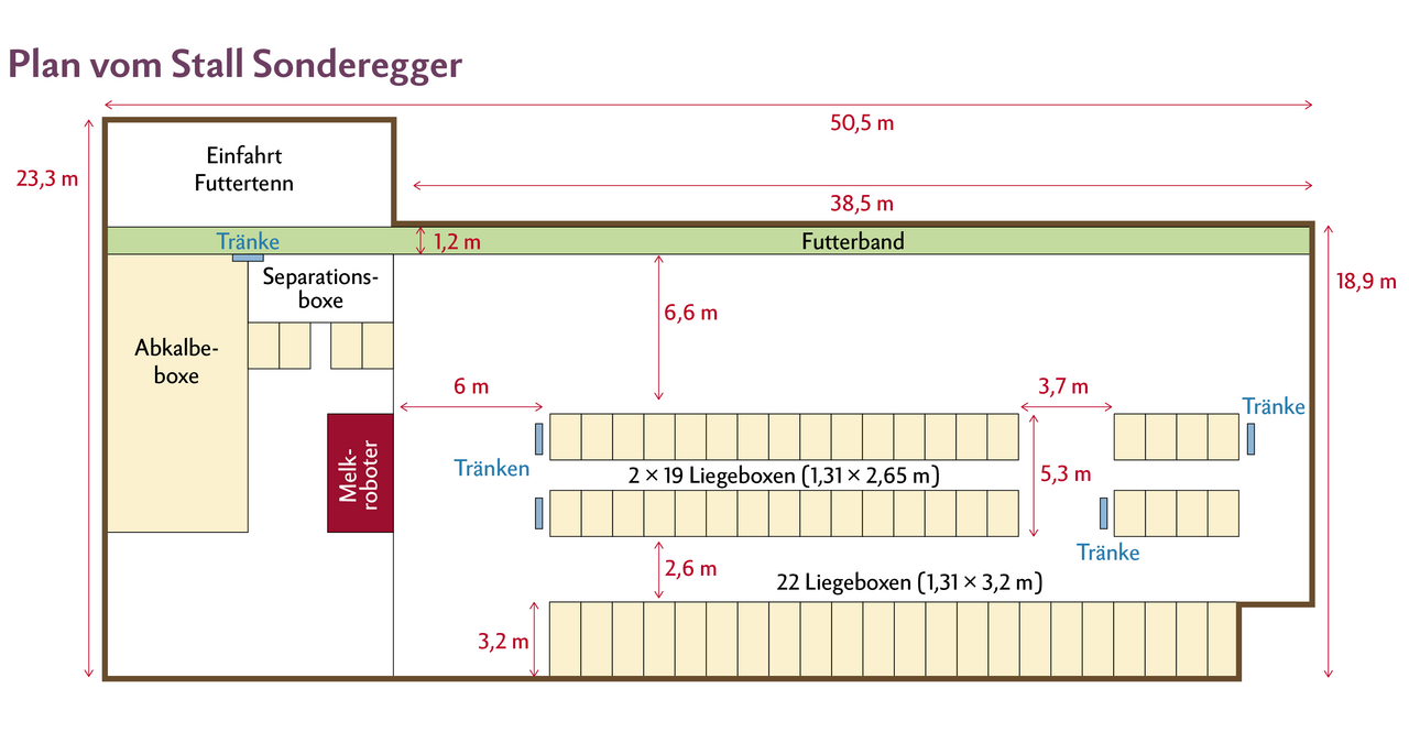 Mit dem Einbau vom Futterband konnte auf einer Länge von 38,5 m rund 4,4 m Stallbreite eingespart werden. Gleichzeitig wurde im Fressbereich mit einer Laufgangbreite von 6,6 m den Kühen viel Platz eingeräumt.