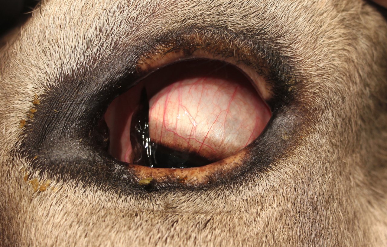Eingefallenes Auge als Symptom von Austrocknung. Bild: C. Gerspach