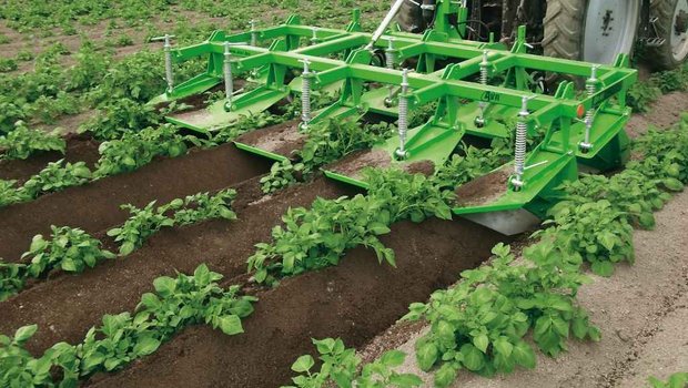 Kartoffelsorte Innovator ohne Herbizid anbauen