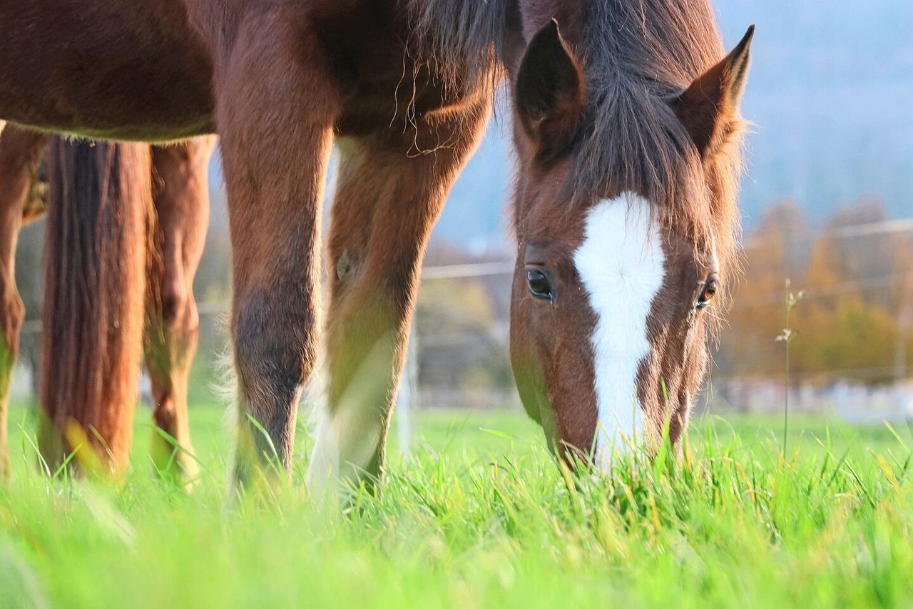 Am häufigsten stecken sich Pferde auf der Weide mit Parasiten an. Wurmlarven überleben in der Natur bis zu anderthalb Jahre.