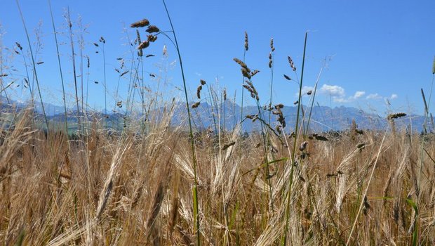 Biologische Mittel sollen weiterhin auch im Rahmen dieser Massnahme erlaubt sein. (Bild BauZ)