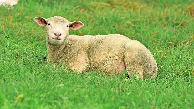 Bereits 129 Schafbet Bereits 129 Schafbetriebe wurden bisher im Kanton Aargau von der Blauzungenkrankheit betroffen. Die Folgen sind teils existenzbedrohend.