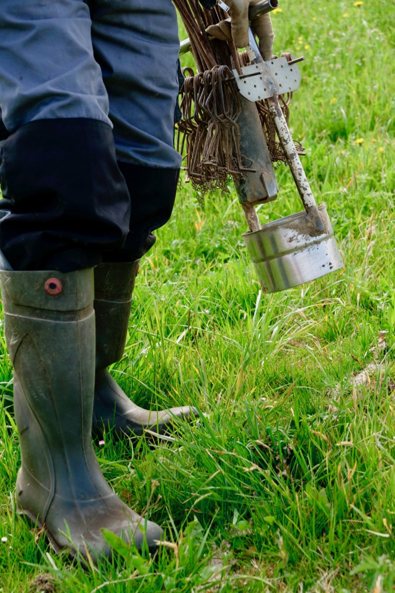 Ein Jagdtag besteht aus drei Runden à zirka einer Stunde. Ricklin erwischt bis zu 60 Mäuse am Tag. Bild: Martina Rüegger